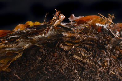 Litière forestière en coupe